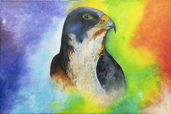 National Bird Of Uae-Falcon